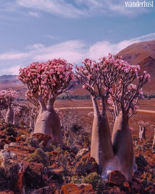 Socotra: Vùng đất ngoài hành tinh thơ mộng 5 Socotra - "Vùng đất ngoài hành tinh", thơ mộng