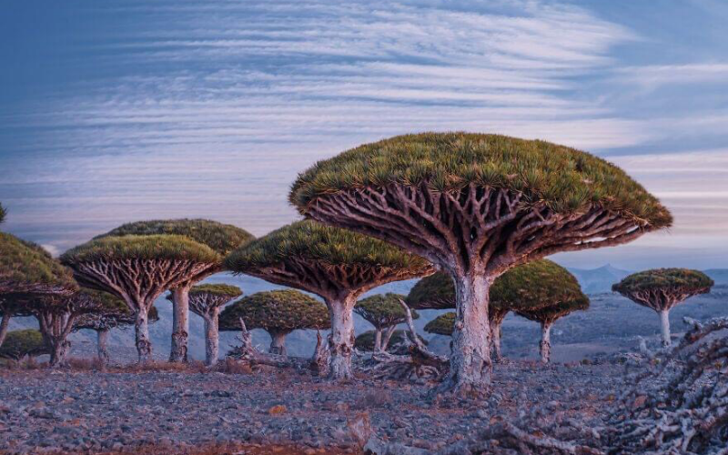 Socotra: Vùng đất ngoài hành tinh thơ mộng Socotra: Vùng đất ngoài hành tinh thơ mộng