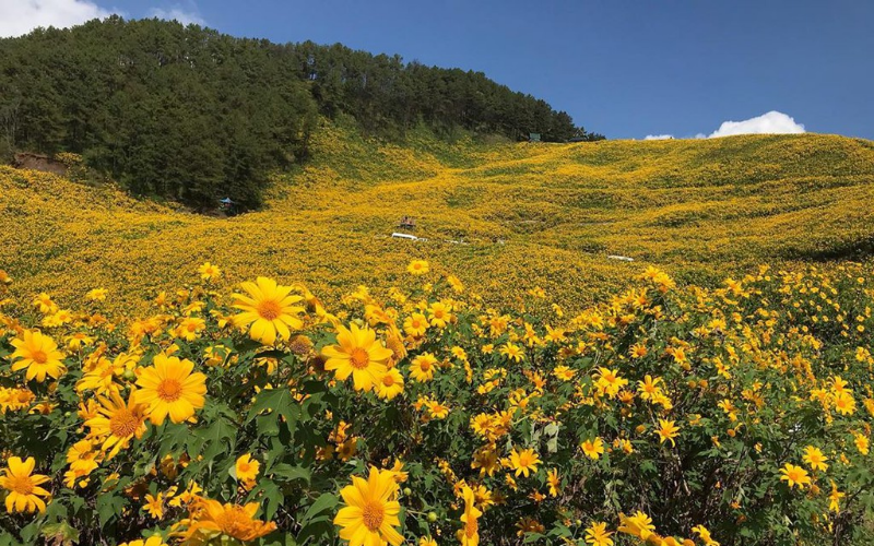 Tây Nguyên: Hoa dã quỳ rực rỡ vào tháng 11