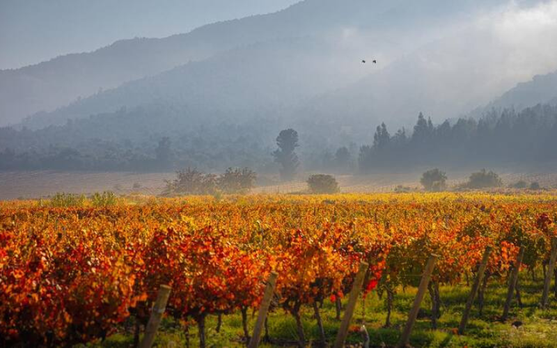 Hành trình tìm kiếm sự cao quý của những gốc nho tại vùng đất ‘Wonderland’ của Chile