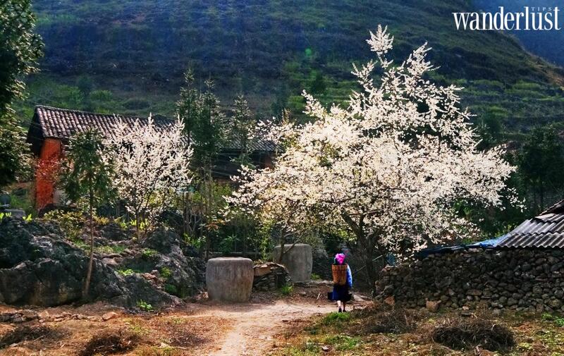 Mùa hoa tháng 1 tại Việt Nam có gì? | Wanderlust Tips
