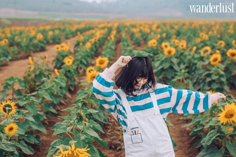 Mùa hoa tháng 1 tại Việt Nam có gì? | Wanderlust Tips