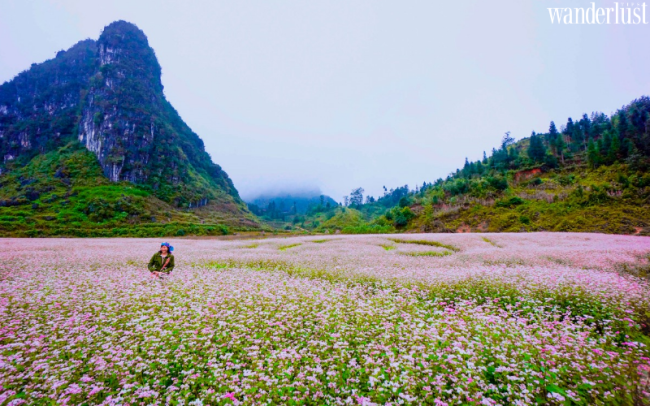 Hoàng Su Phì: Điểm đến thơ mộng ngày xuân
