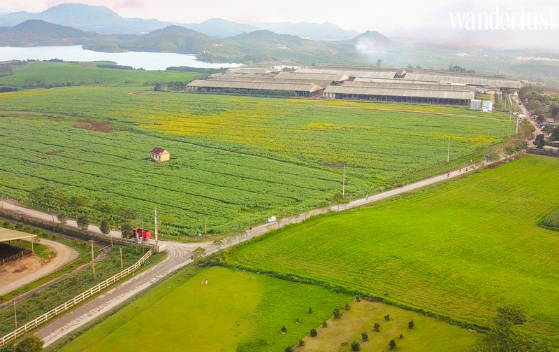 Mùa hoa tháng 1 tại Việt Nam có gì? 12 mua-hoa-thang-1-hoa-huong-duong-nghe-an