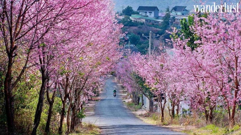 Mùa hoa tháng 1 tại Việt Nam có gì? 15 mua-hoa-thang-1-mai-anh-dao-da-lat
