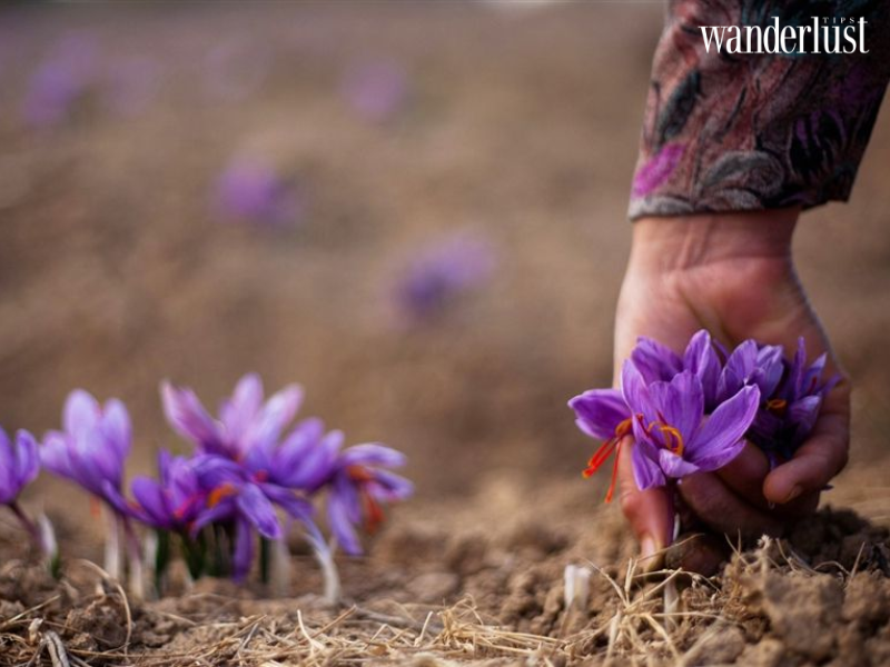 wanderlusttips lac buoc trong nhung rung hoa tim khap the gioi 6