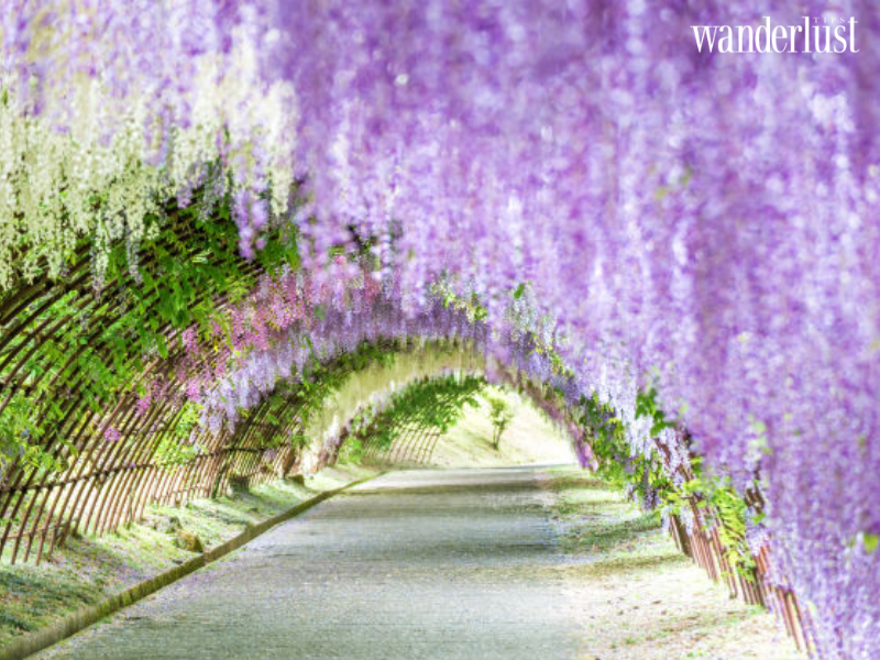 wanderlusttips lac buoc trong nhung rung hoa tim khap the gioi 7