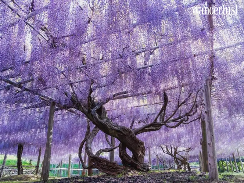 wanderlusttips lac buoc trong nhung rung hoa tim khap the gioi 8