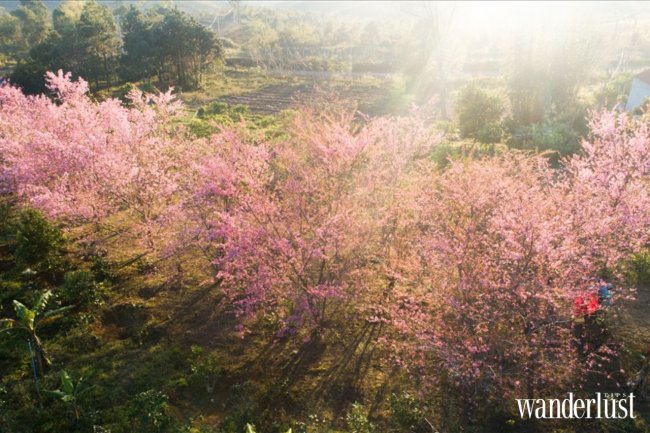 wanderlusttips mang den nang tho hoang dai cua dai ngan 6