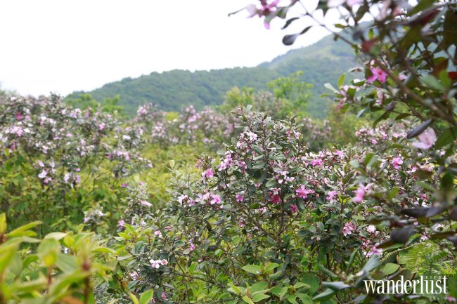 wanderlusttips mang den nang tho hoang dai cua dai ngan 7