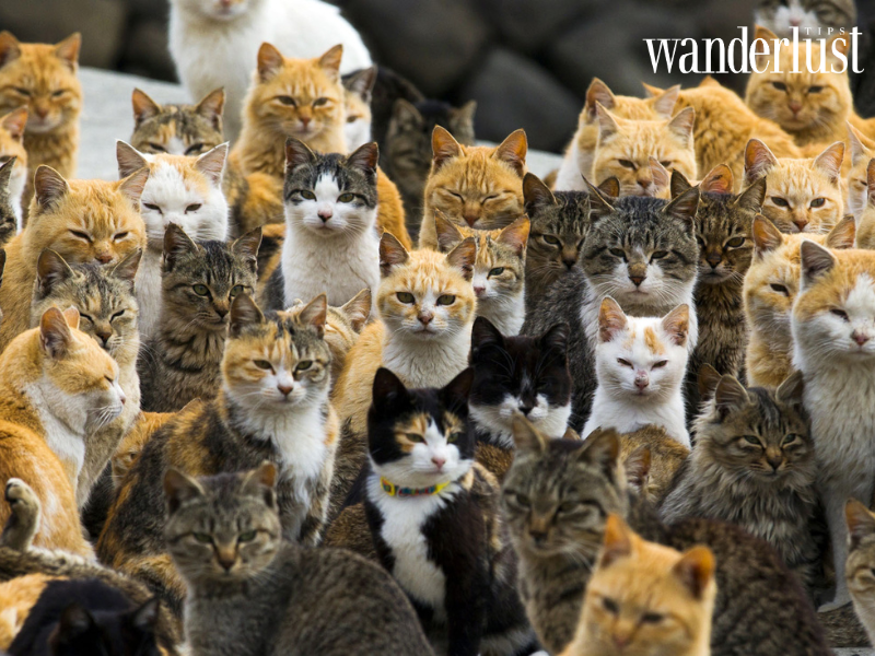 Nhật Bản: Xứ sở của những đảo mèo 9 wanderlusttips nhat ban xu so cua nhung dao meo 6
