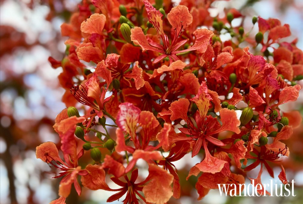 Tháng Sáu: Mùa Phượng Vỹ đỏ rực