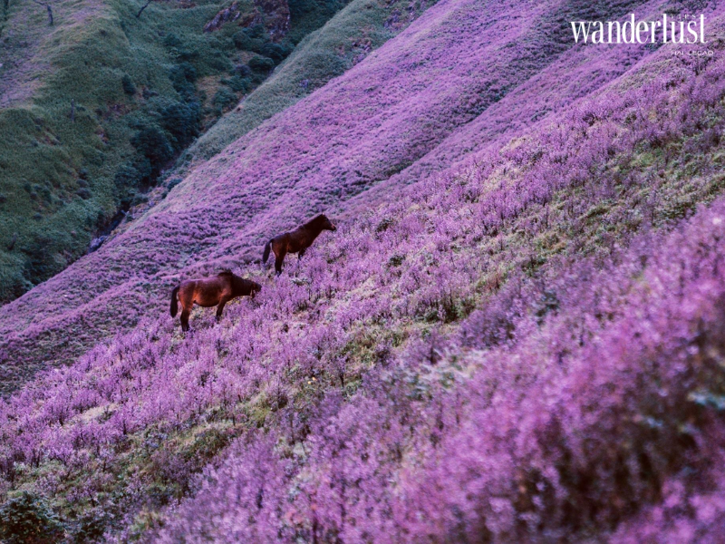 wanderlusttips trekking don binh minh tren thien duong may ta chi nhu 7