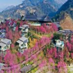 Garrya Mu Cang Chai Trai nghiem du Xuan day doc dao tai non cao Tay Bac 5