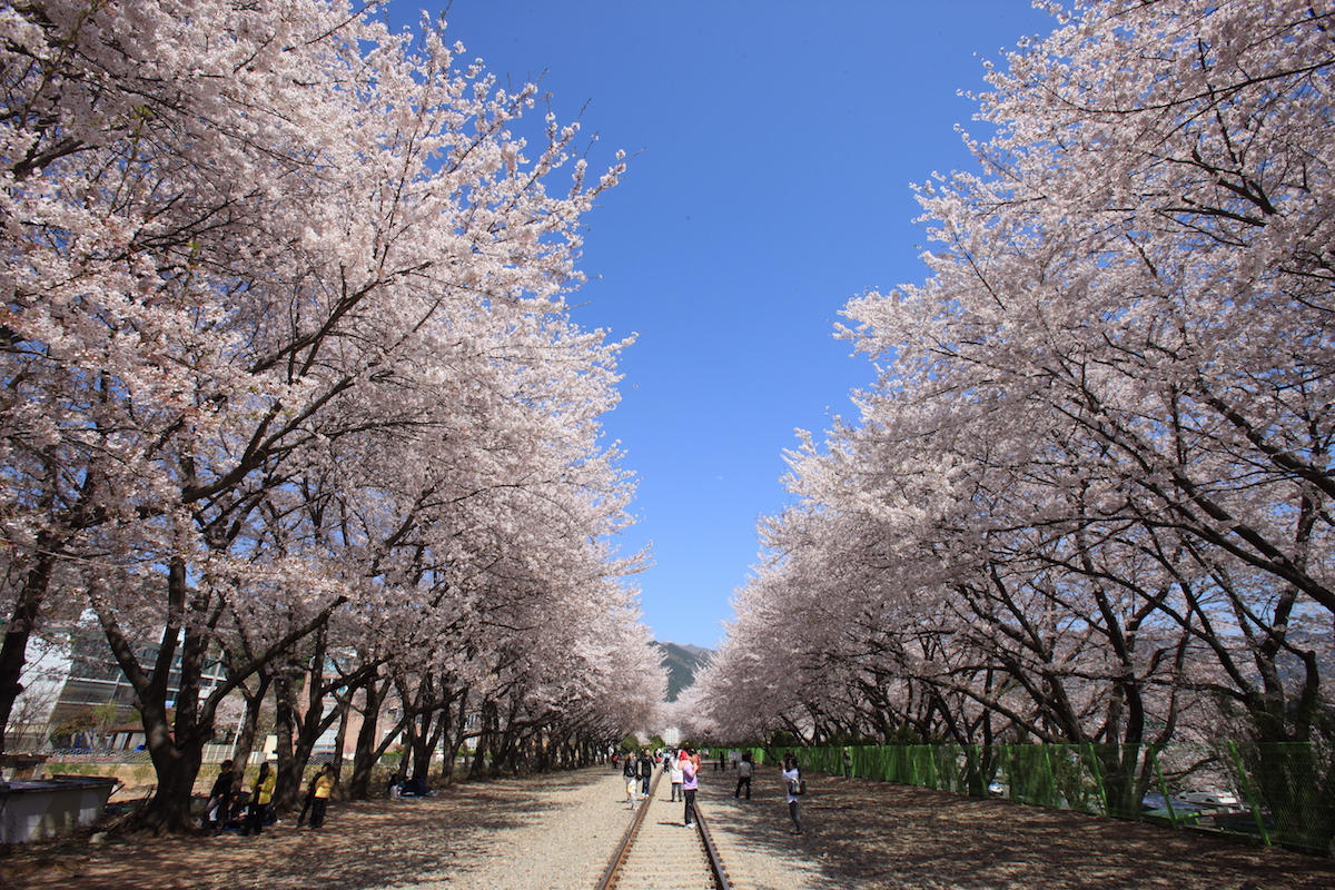 Kết quả hoạt động du lịch Việt Nam – Hàn Quốc năm 2024