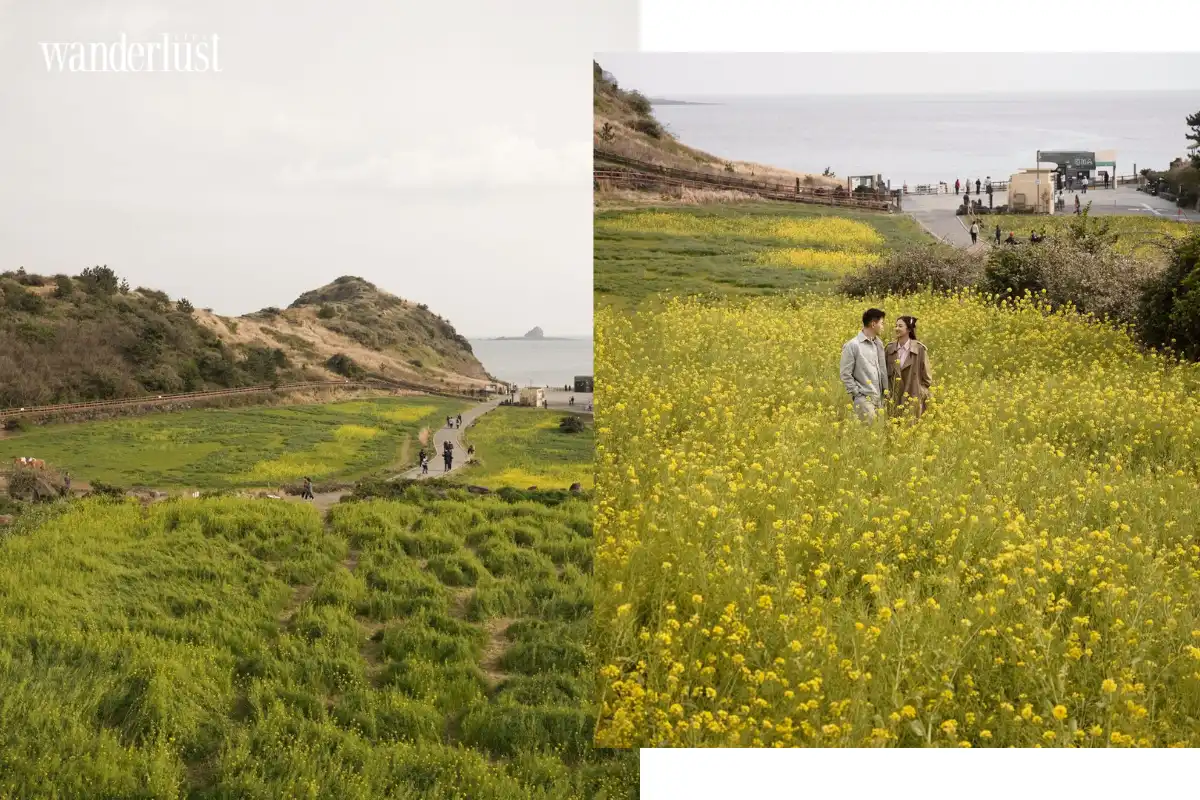 Jeju Blossom Season: Ngày đầu ngọt ngào trên đảo “Quýt” 8 Jeju Blossom Season Ngay dau ngot ngao tren dao Quyt 3