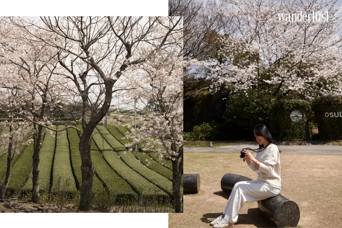 Jeju Blossom Season: Ngày đầu ngọt ngào trên đảo “Quýt” 9 Jeju Blossom Season Ngay dau ngot ngao tren dao Quyt 4