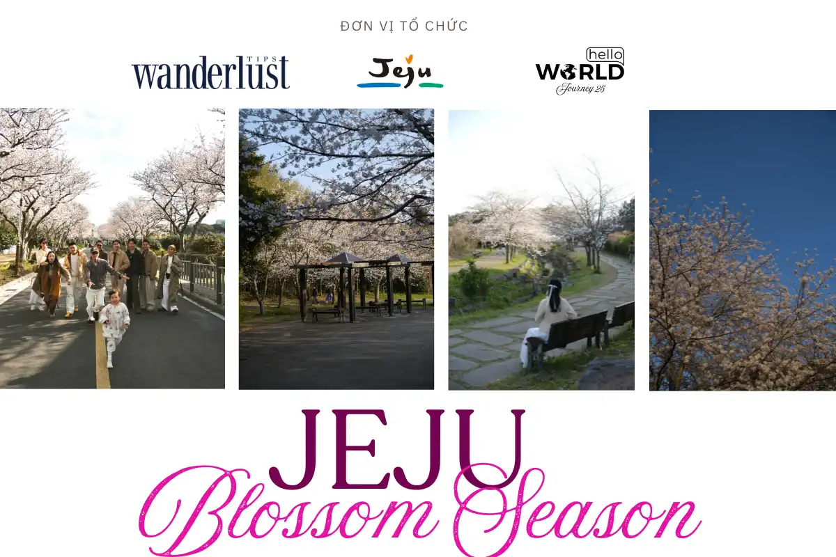 Jeju Blossom Season: Nơi tình yêu và kỷ niệm thăng hoa 6 Jeju Blossom Season Noi Tinh Yeu va Ky Niem Thang Hoa 1