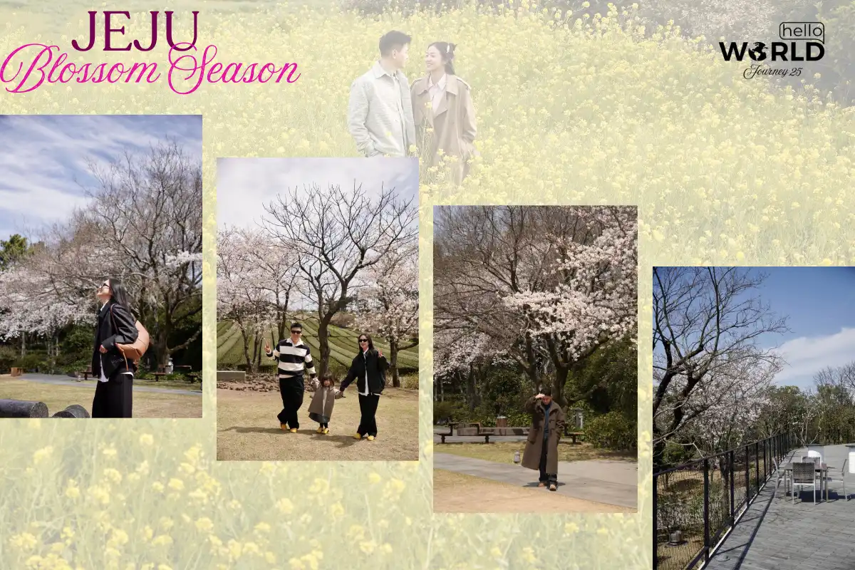Jeju Blossom Season: Nơi tình yêu và kỷ niệm thăng hoa 7 Jeju Blossom Season Noi Tinh Yeu va Ky Niem Thang Hoa 2