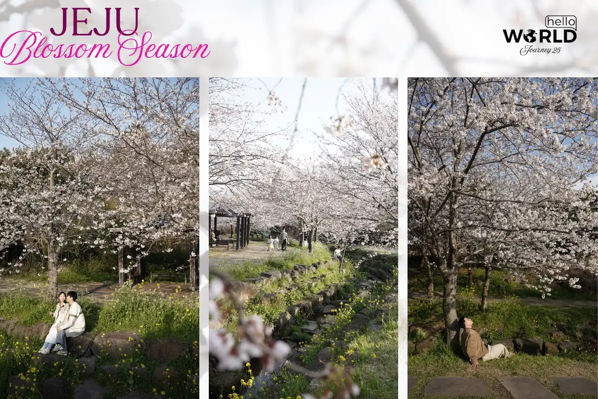 Jeju Blossom Season: Nơi tình yêu và kỷ niệm thăng hoa 10 Jeju Blossom Season Noi tinh yeu va ky niem thang hoa 5