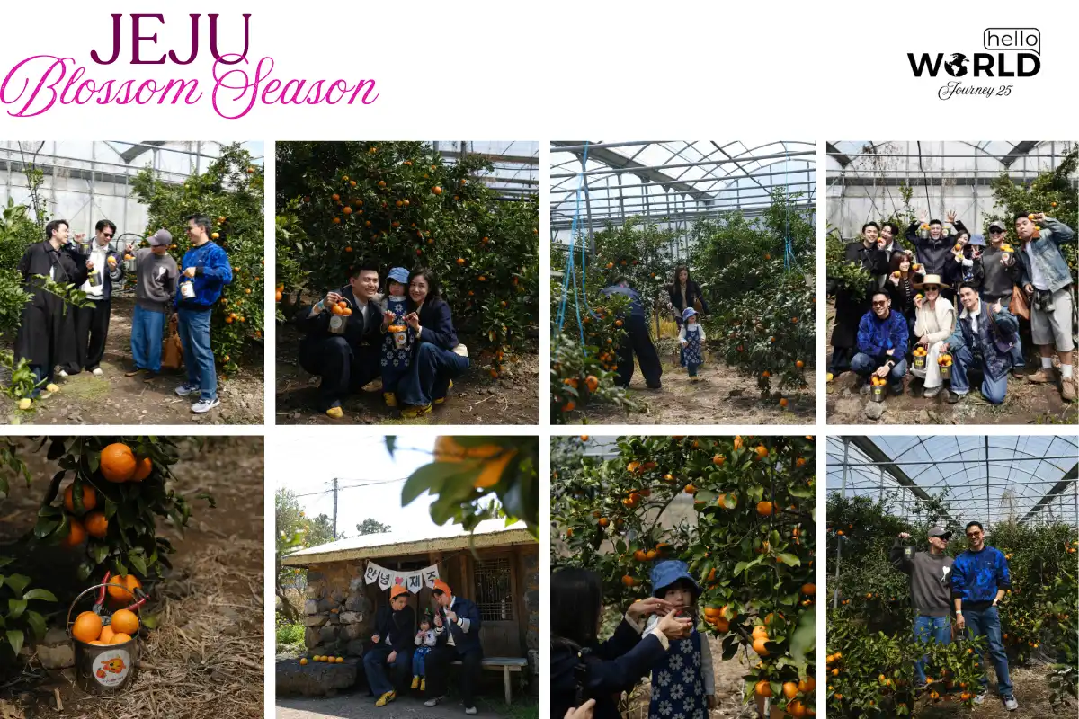 Jeju Blossom Season: Nơi tình yêu và kỷ niệm thăng hoa 12 Jeju Blossom Season Noi tinh yeu va ky niem thang hoa 8