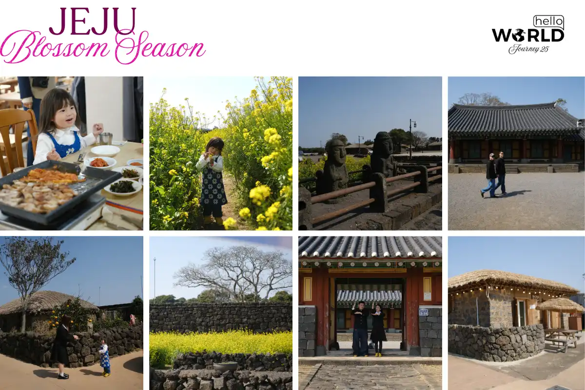 Jeju Blossom Season: Nơi tình yêu và kỷ niệm thăng hoa 13 Jeju Blossom Season Noi tinh yeu va ky niem thang hoa 9