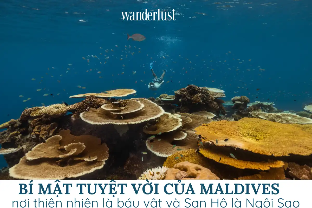 thiên nhiên Maldives đẹp tuyệt vời với nhiều rạng san hô mầu sắc