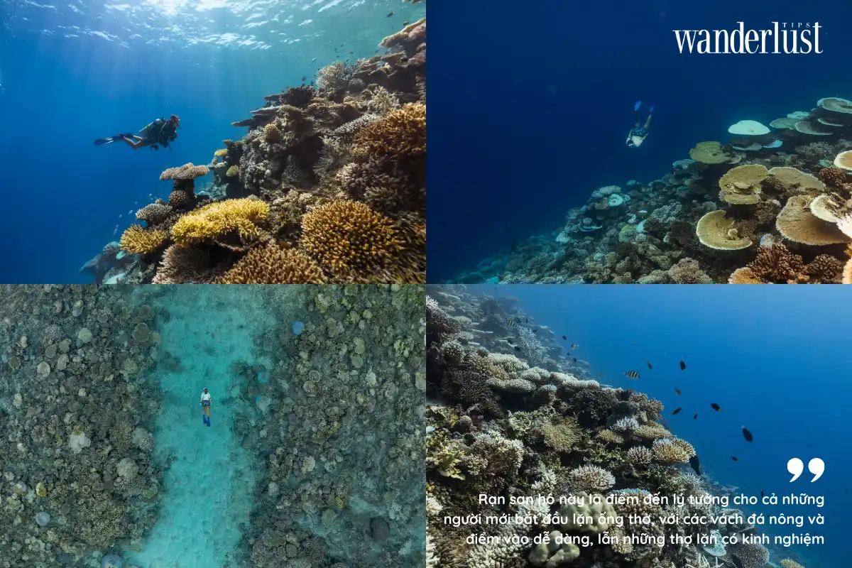 thiên nhiên Maldives đẹp tuyệt vời với nhiều rạng san hô mầu sắc