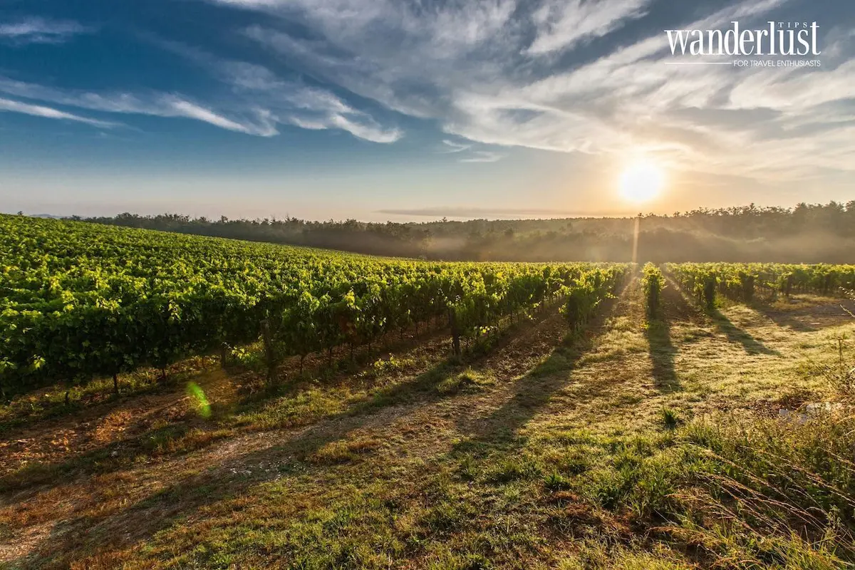 Hoa mặt trời trên những vùng đất cổ tích Hoa mặt trời trên những vùng đất cổ tích